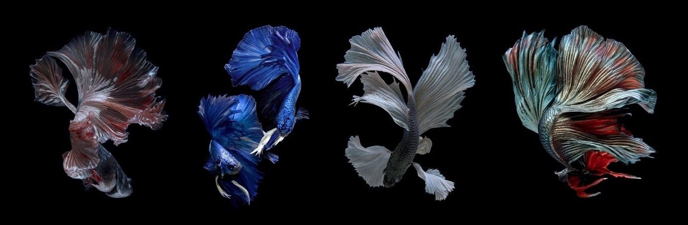 Rotating Banner
