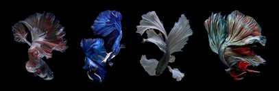 Temporary Exhibition - Beauty of Betta